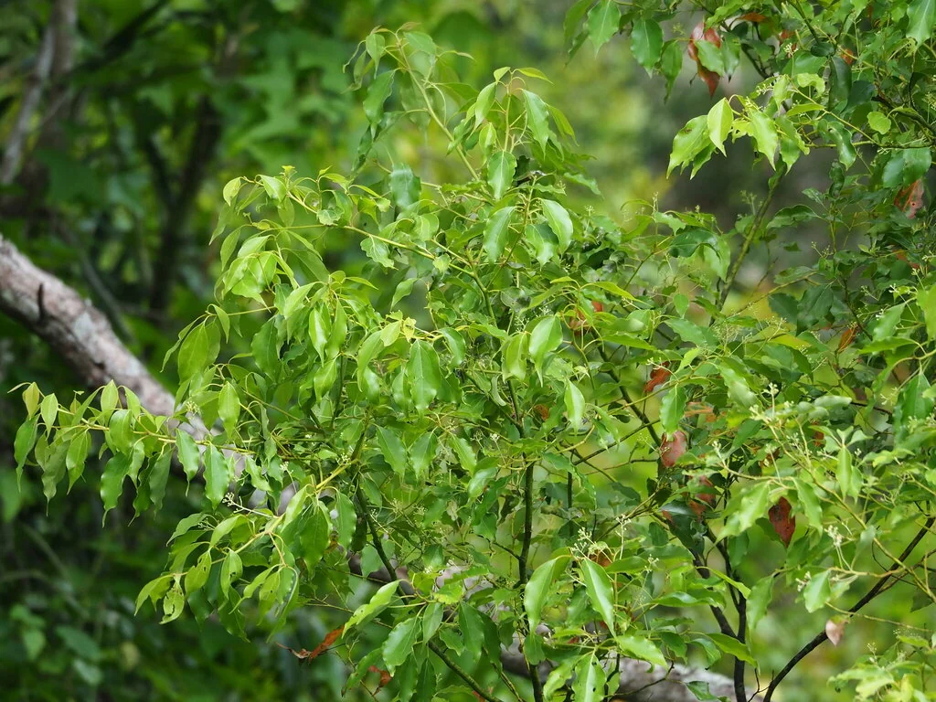 Cinnamomum Camphora