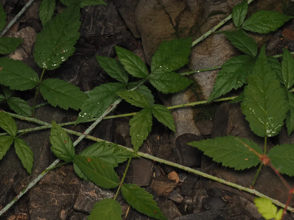 Rubus Ursinus