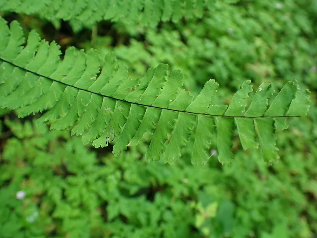 Adiantum Aleuticum
