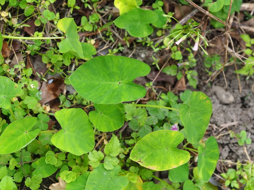 Colocasia esculenta