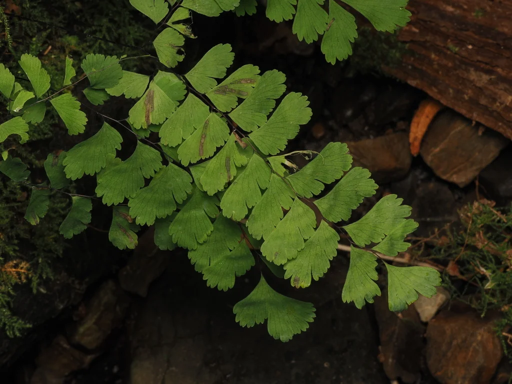 Adiantum Aleuticum
