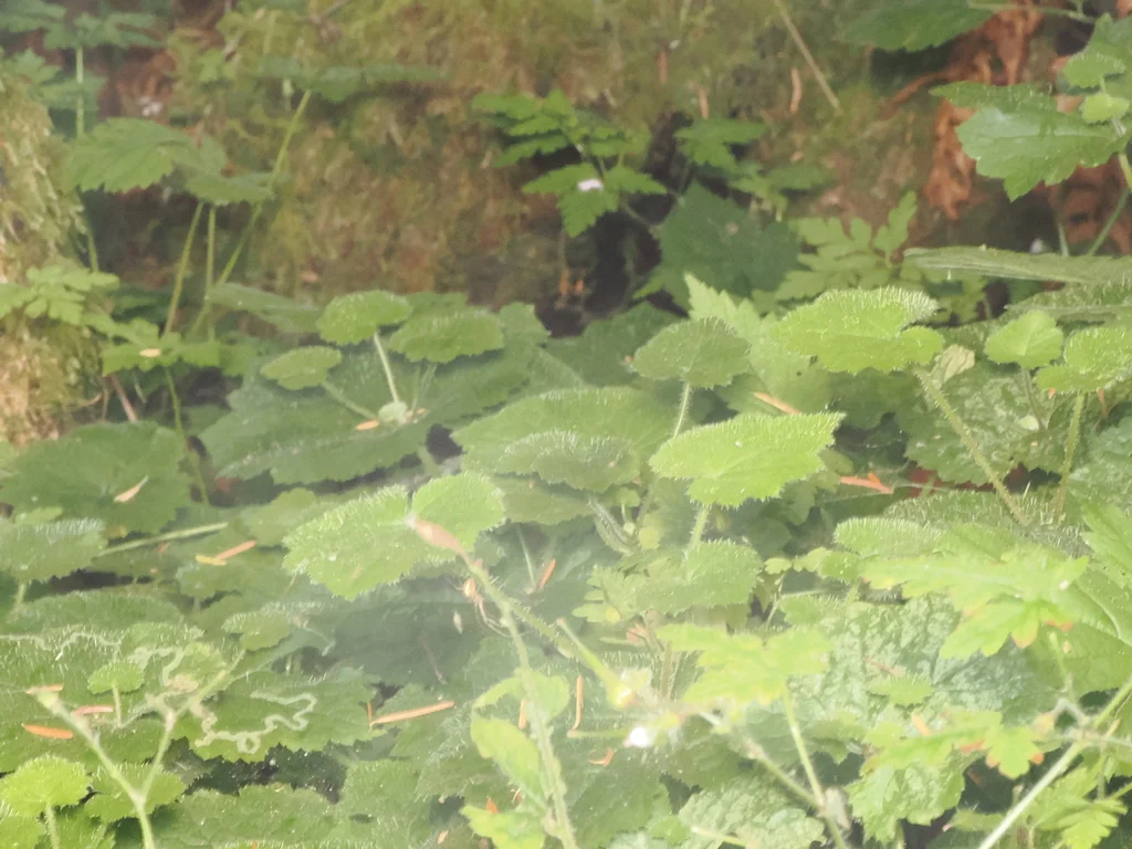 Tolmiea Menziesii