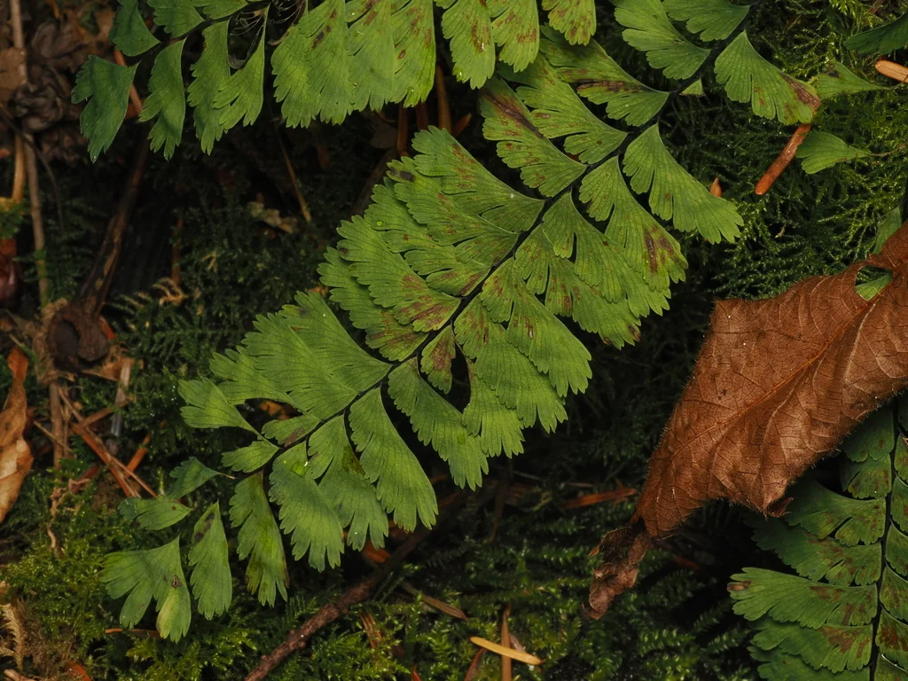Adiantum Aleuticum