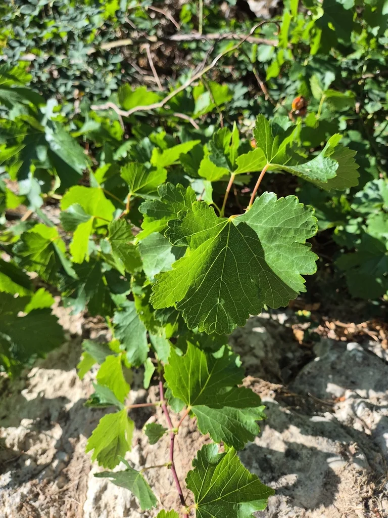 Vitis Vinifera