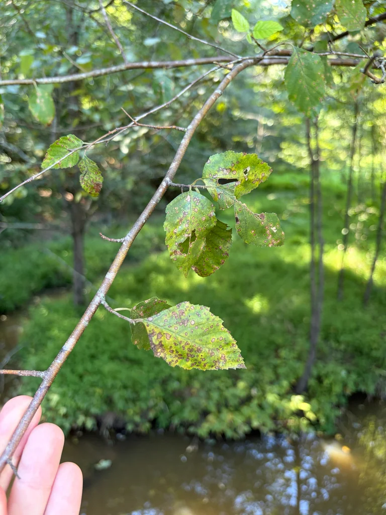 Betula Nigra