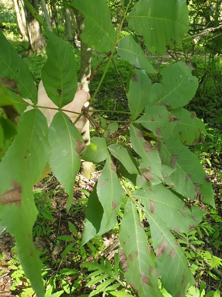 Carya Ovata