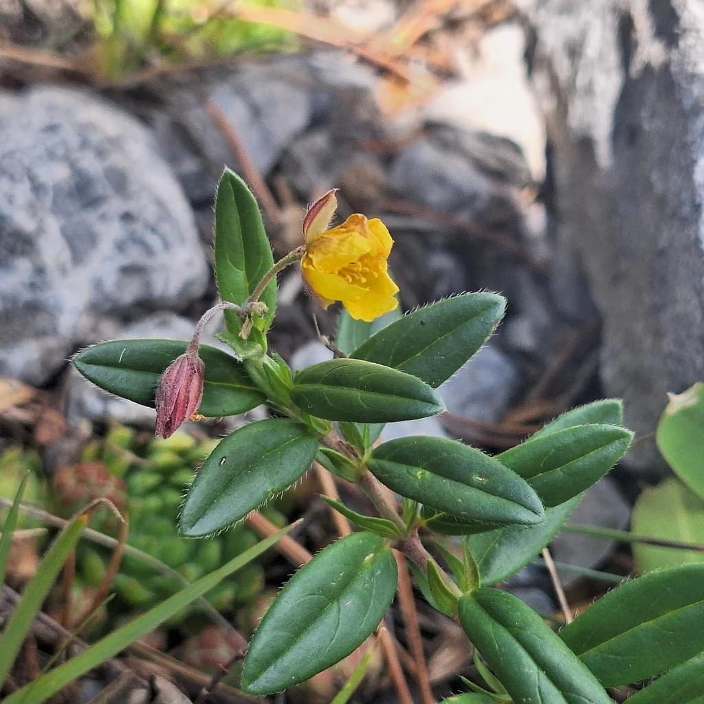 Helianthemum Nummularium