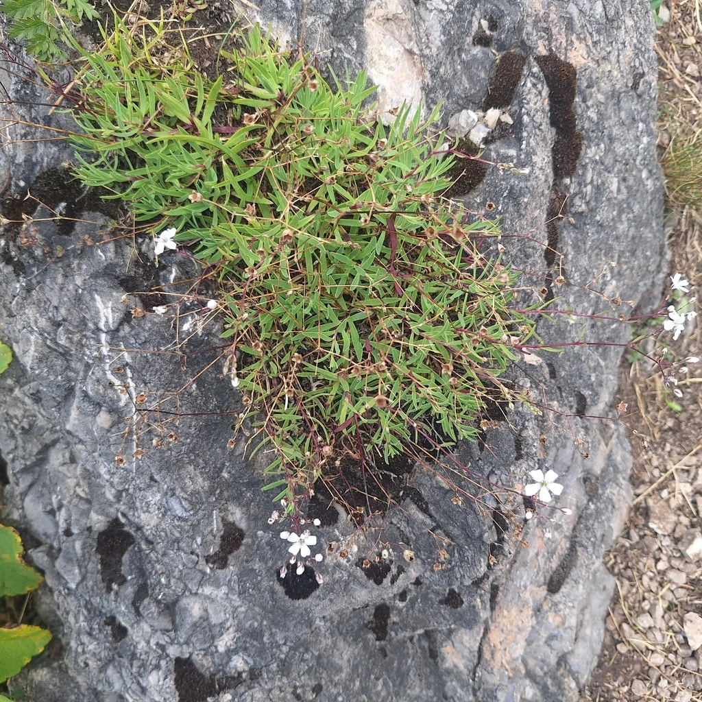 Gypsophila Repens