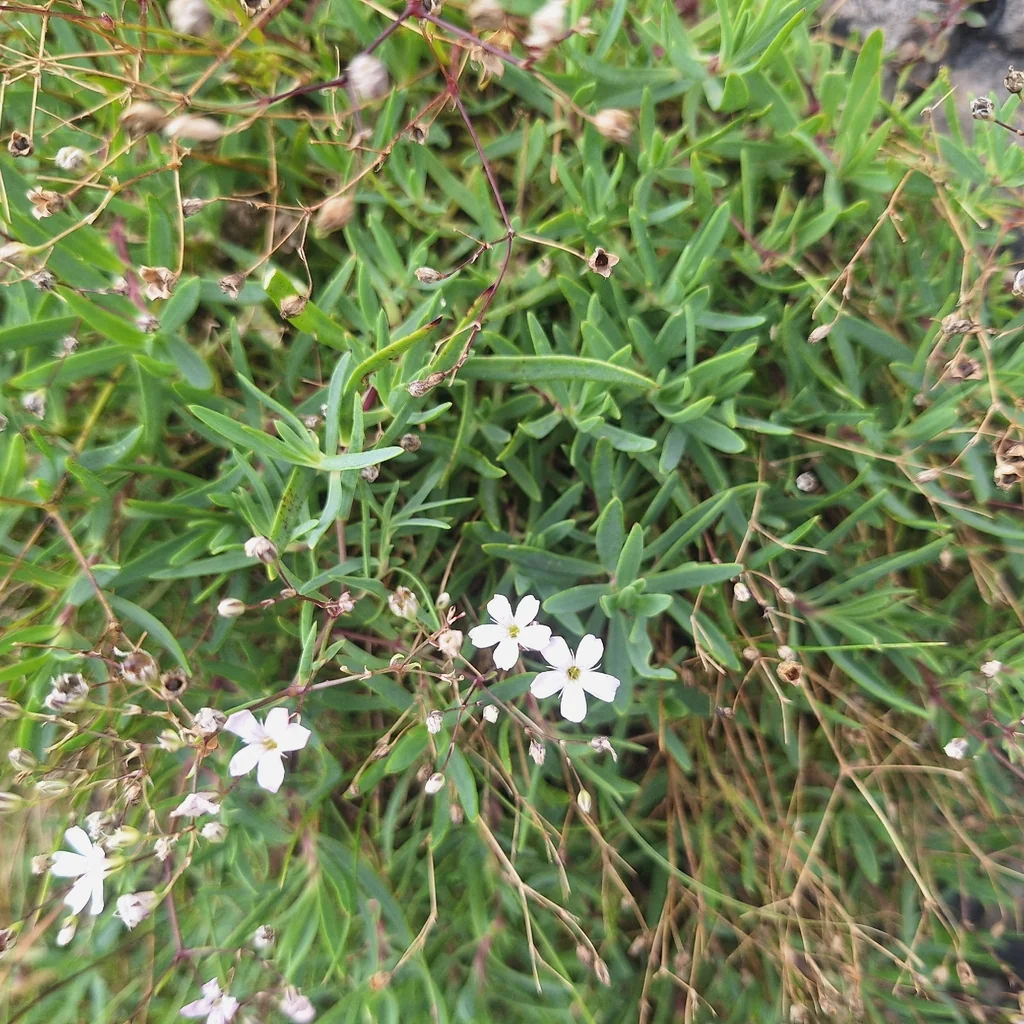 Gypsophila Repens