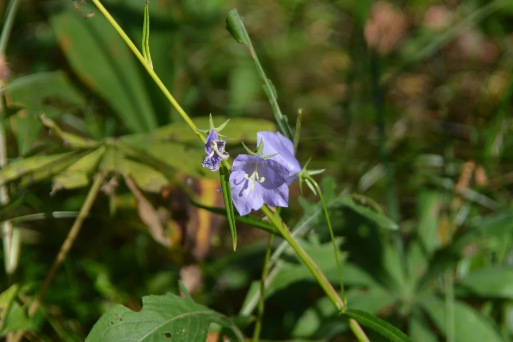 Campanula Persicifolia