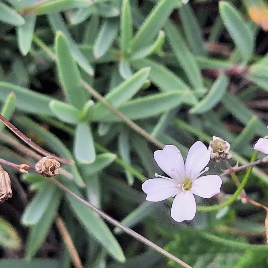 Gypsophila Repens