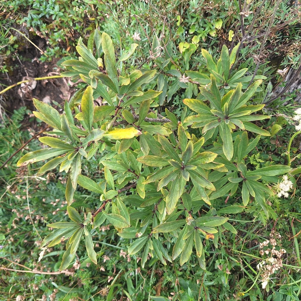 Daphne Mezereum