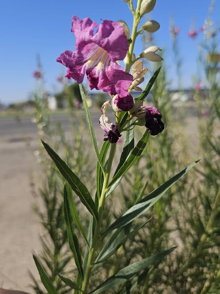 Chilopsis Linearis