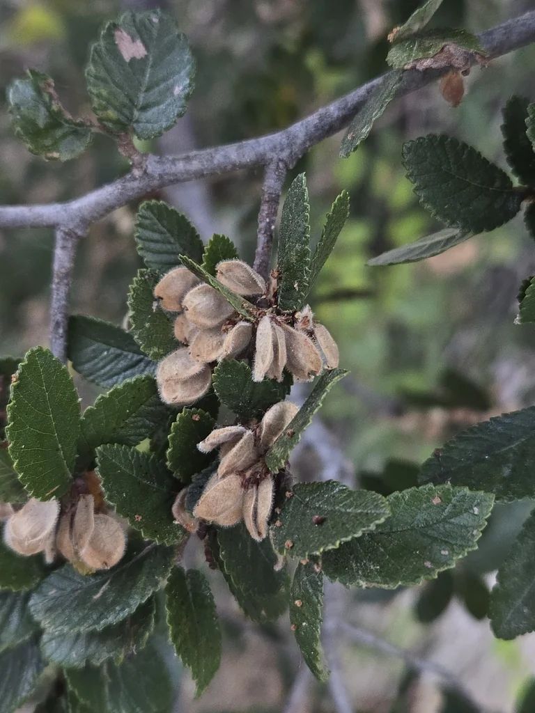 Ulmus Crassifolia