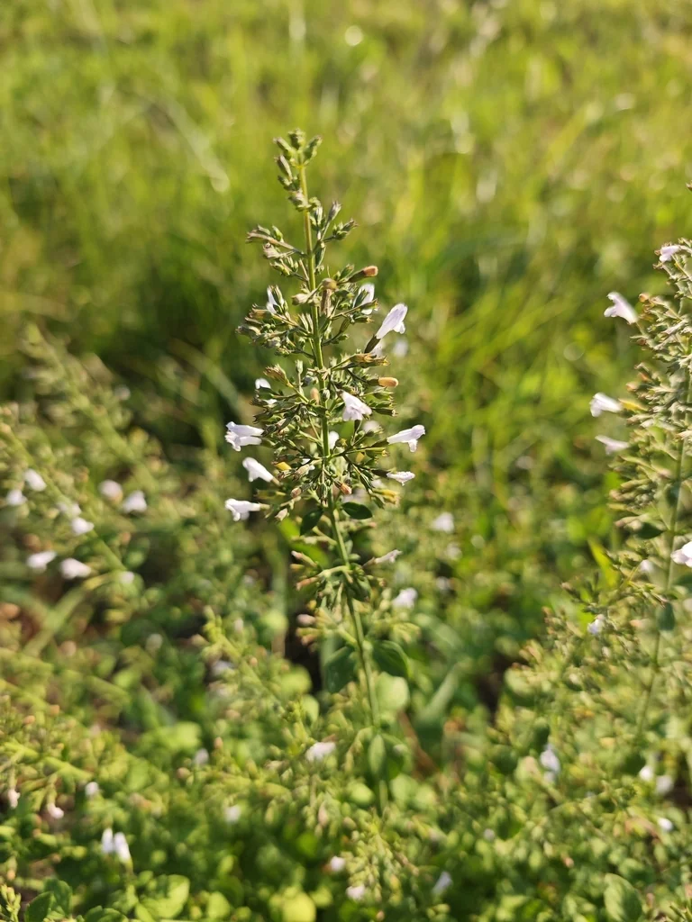 Calamintha Nepeta