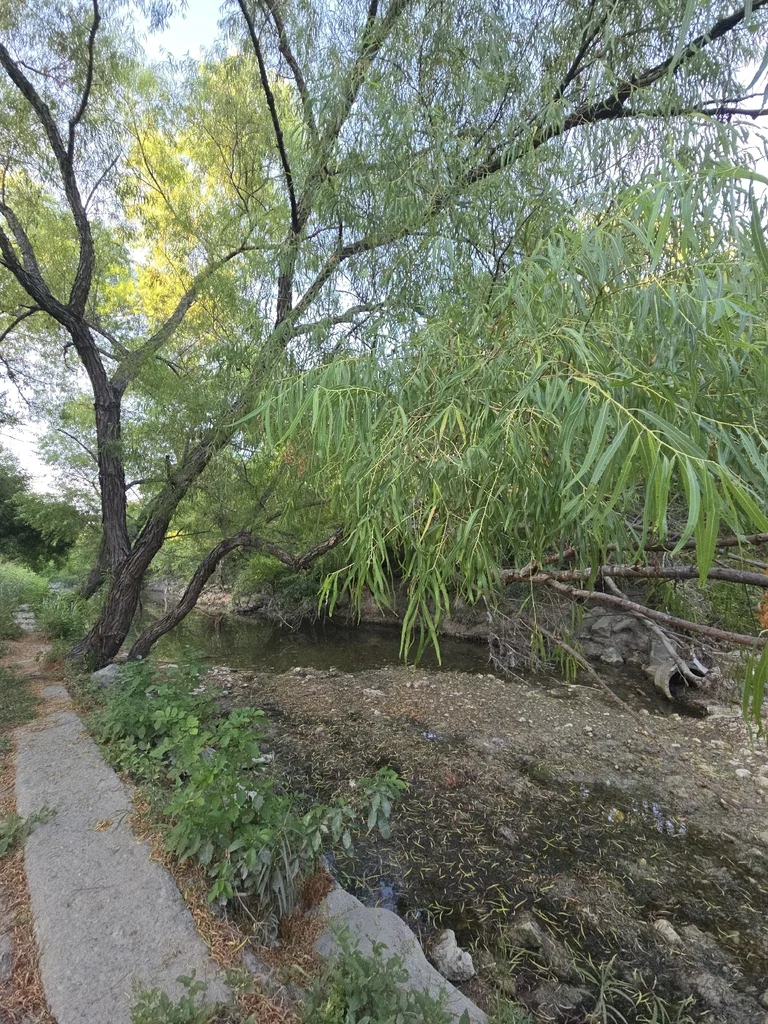Salix Nigra