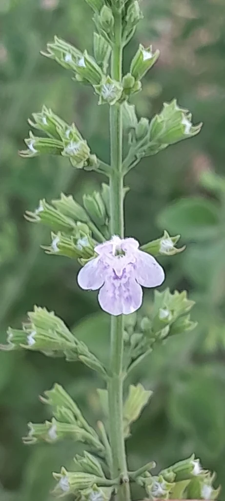 Calamintha Nepeta