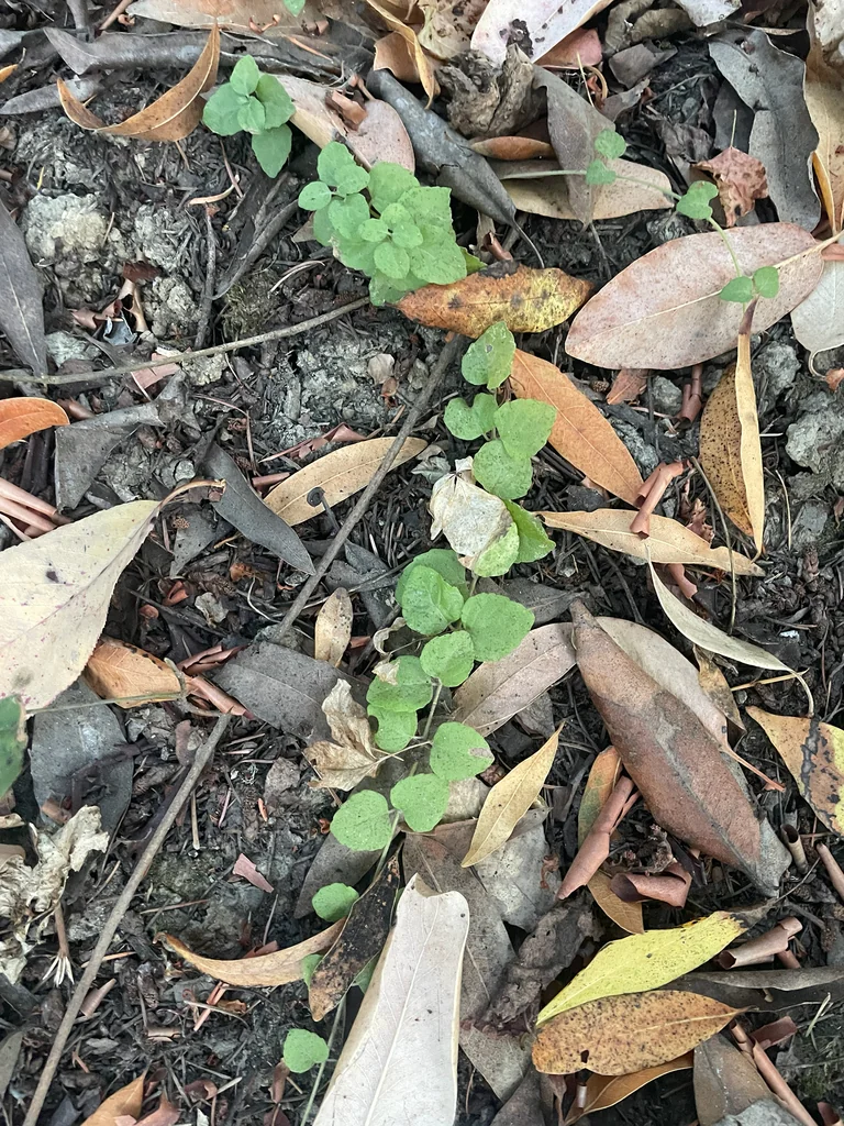Satureja Douglasii