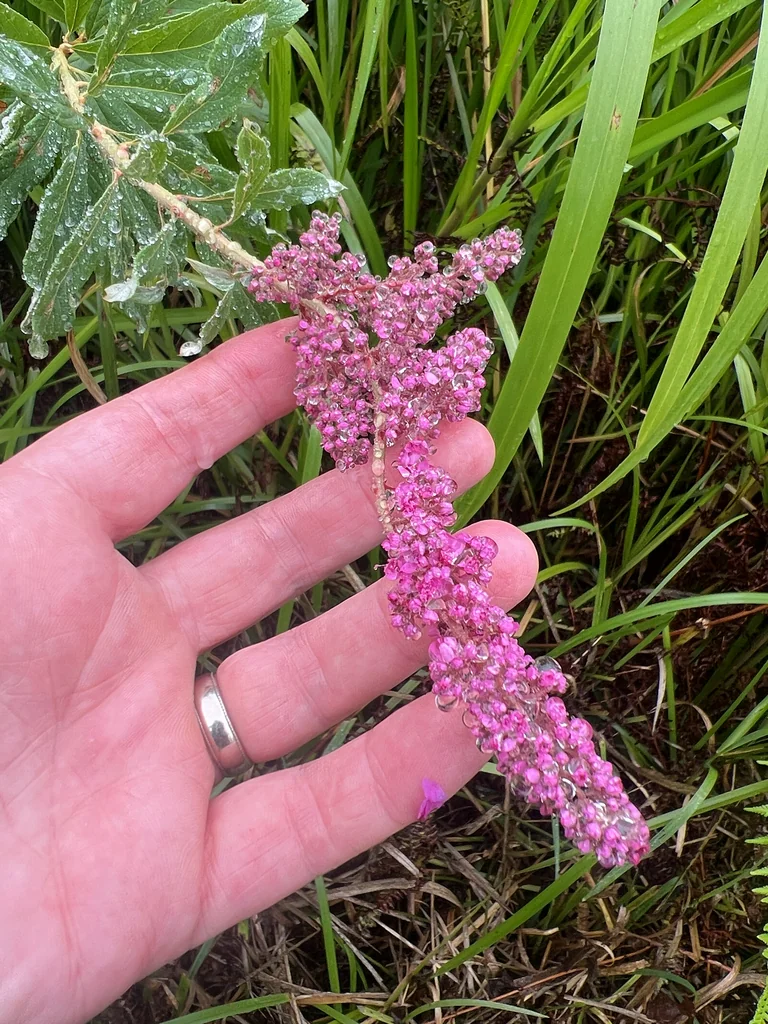 Spiraea Douglasii