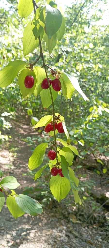 Cornus Mas