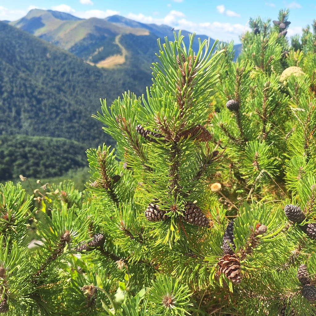 Pinus Mugo Mugo