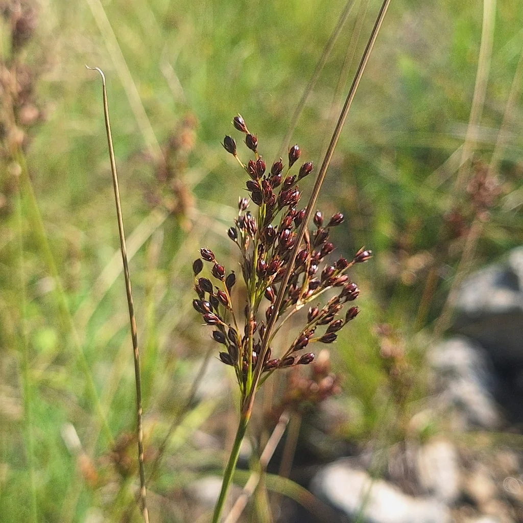 Juncus inflexus