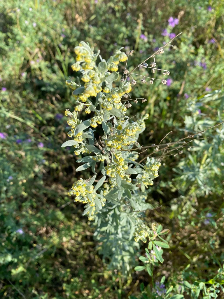 Artemisia Absinthium
