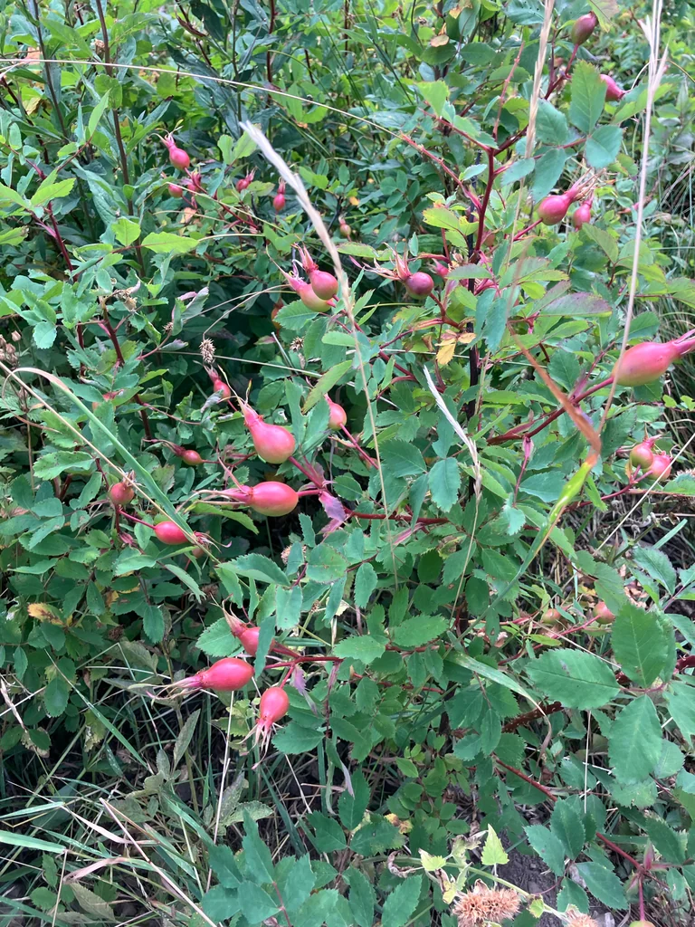 Rosa Woodsii