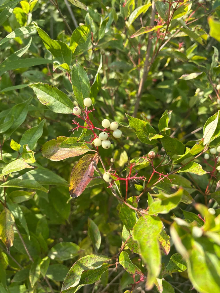 Cornus Racemosa