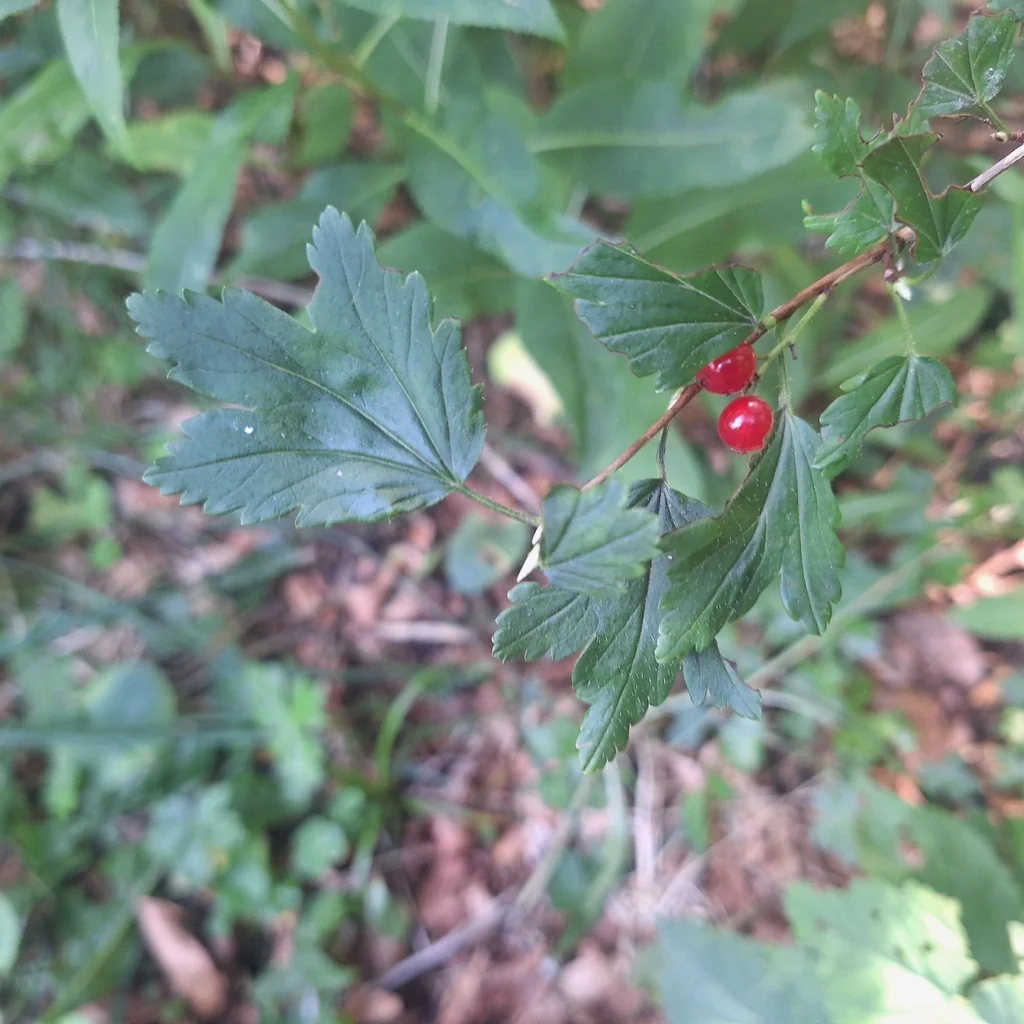Ribes Alpinum