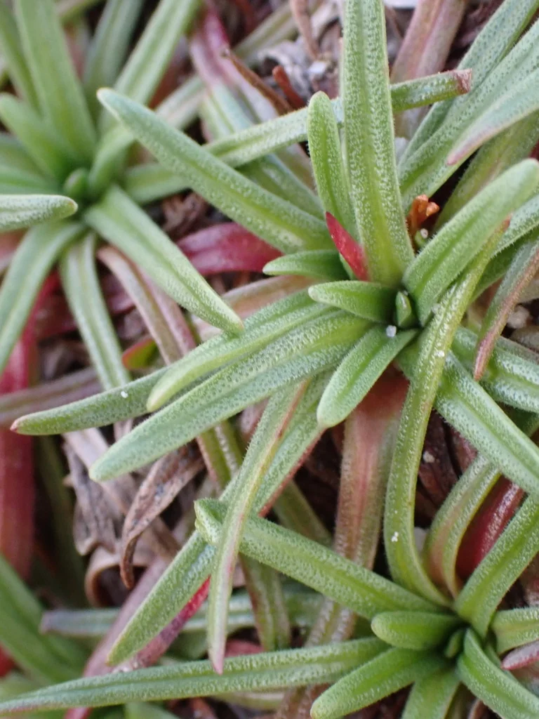 Armeria Maritima