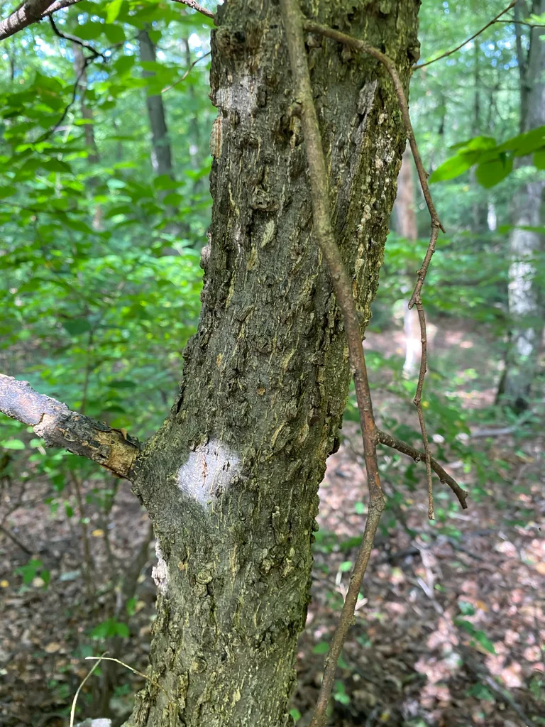 Celtis Occidentalis