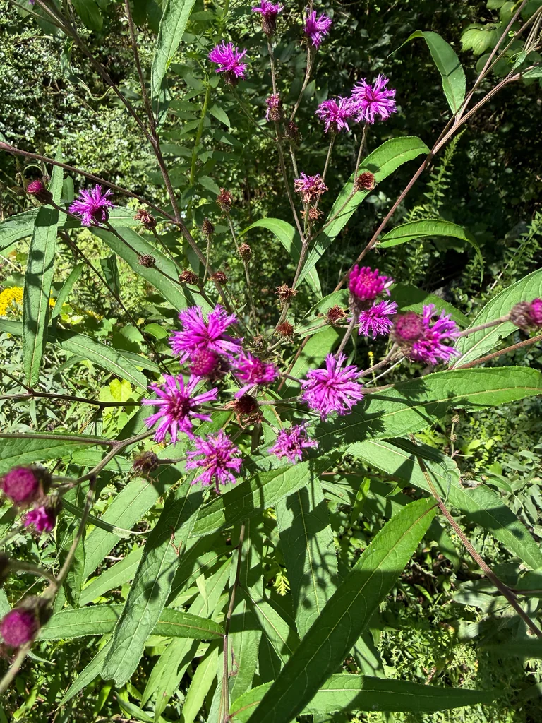Vernonia Noveboracensis