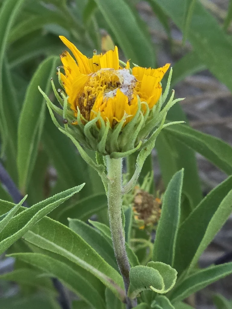 Helianthus Maximiliani