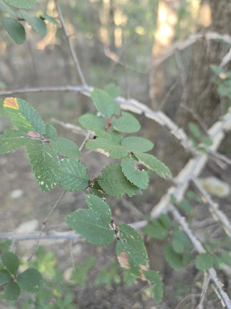Ulmus Crassifolia