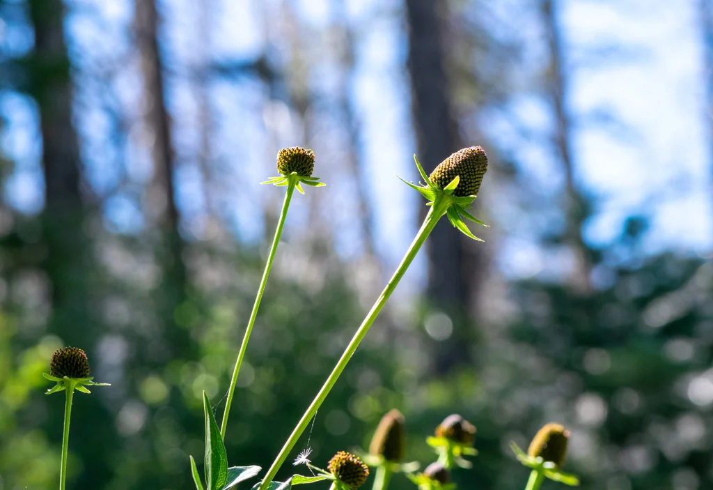Rudbeckia Occidentalis