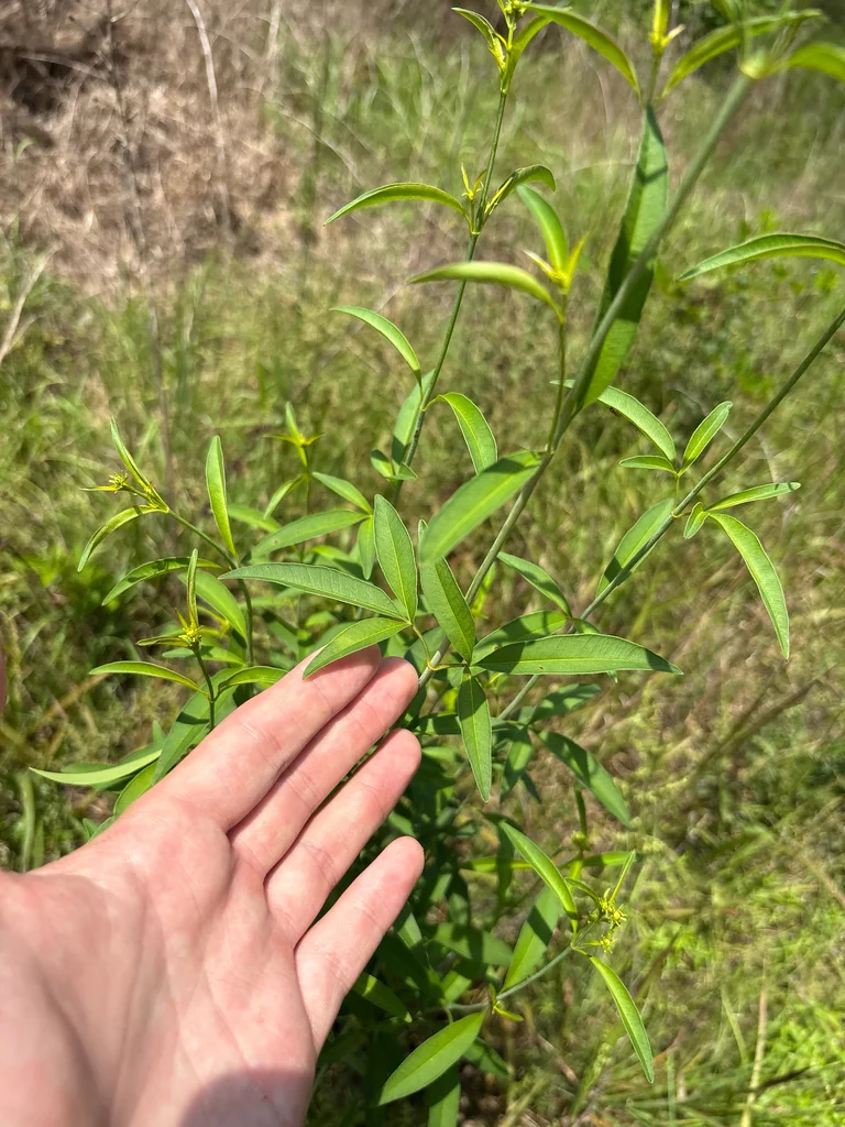 Coreopsis Tripteris