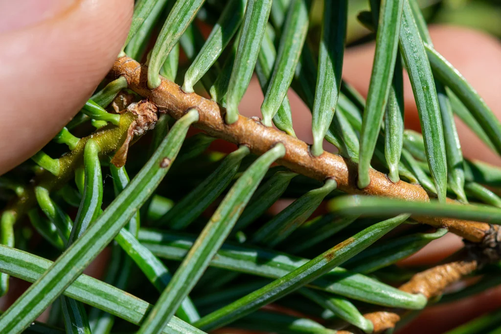 Abies Concolor
