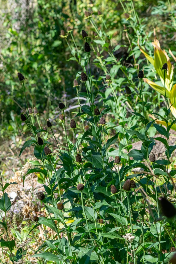 Rudbeckia Occidentalis