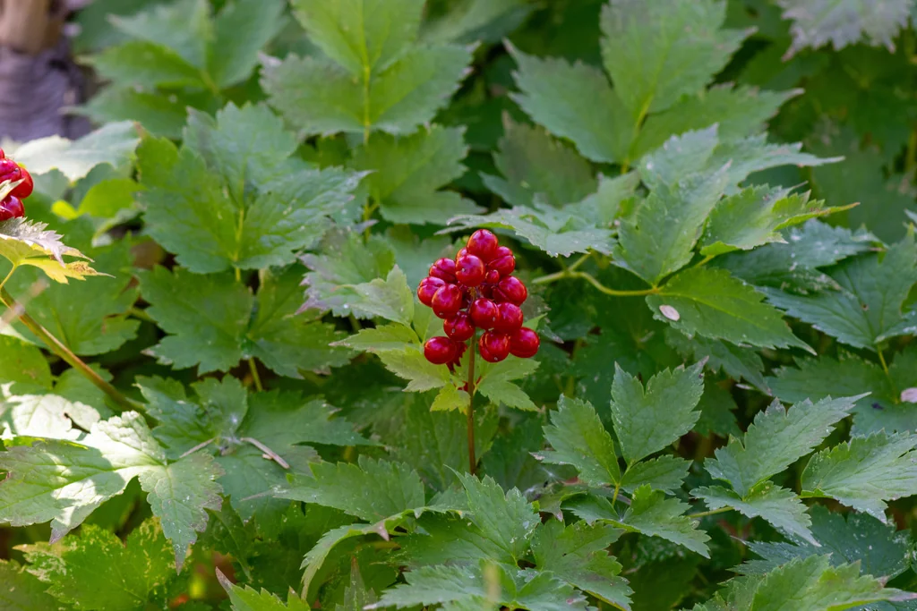 Actaea Rubra
