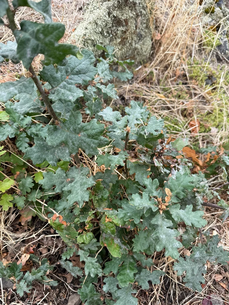 Quercus Garryana