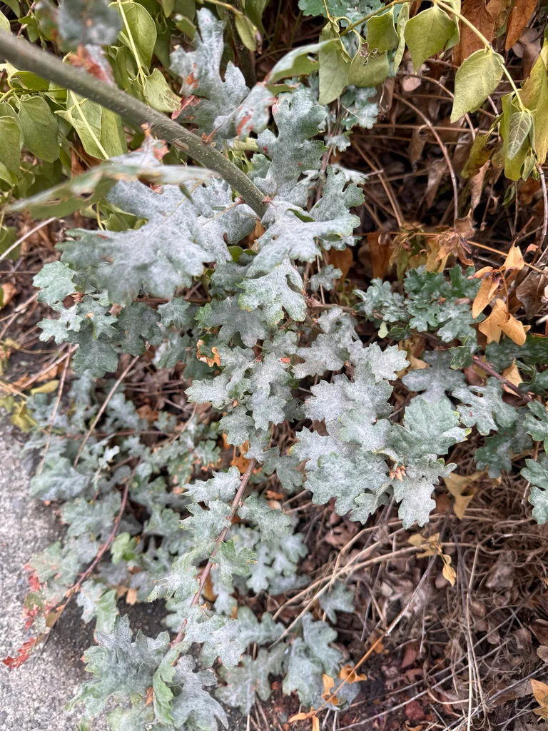 Quercus Garryana