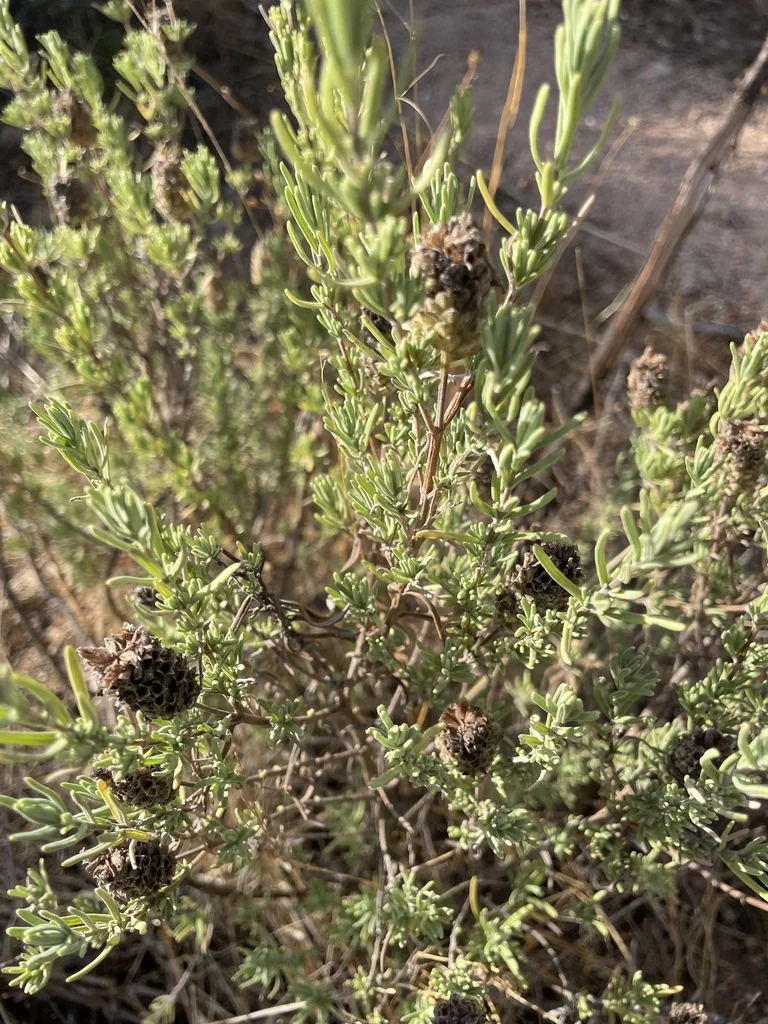 Lavandula Stoechas