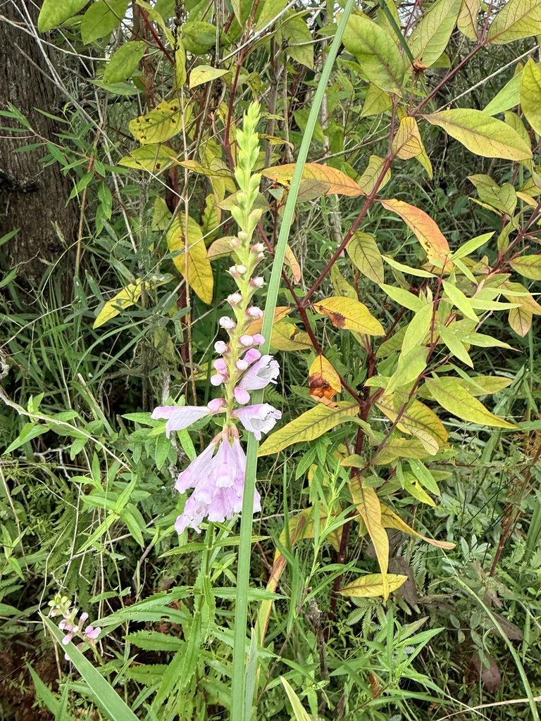 Physostegia Virginiana