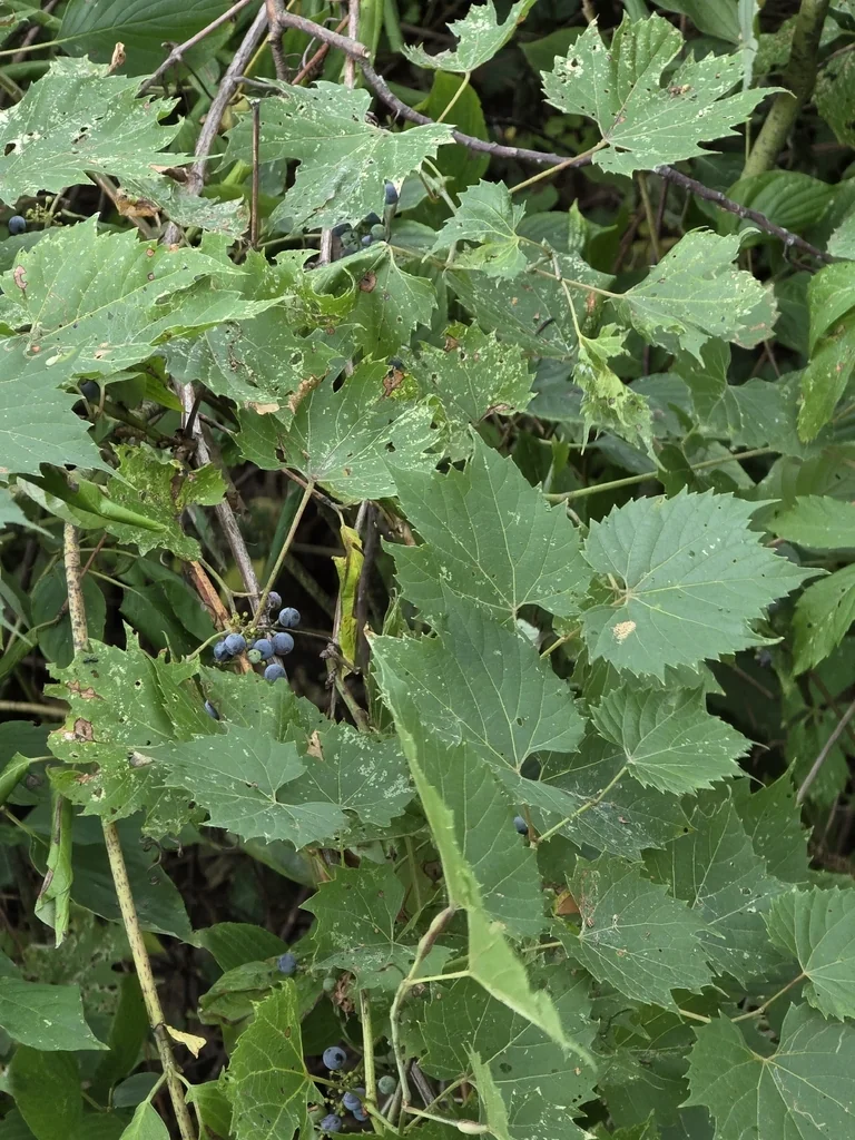 Vitis Riparia