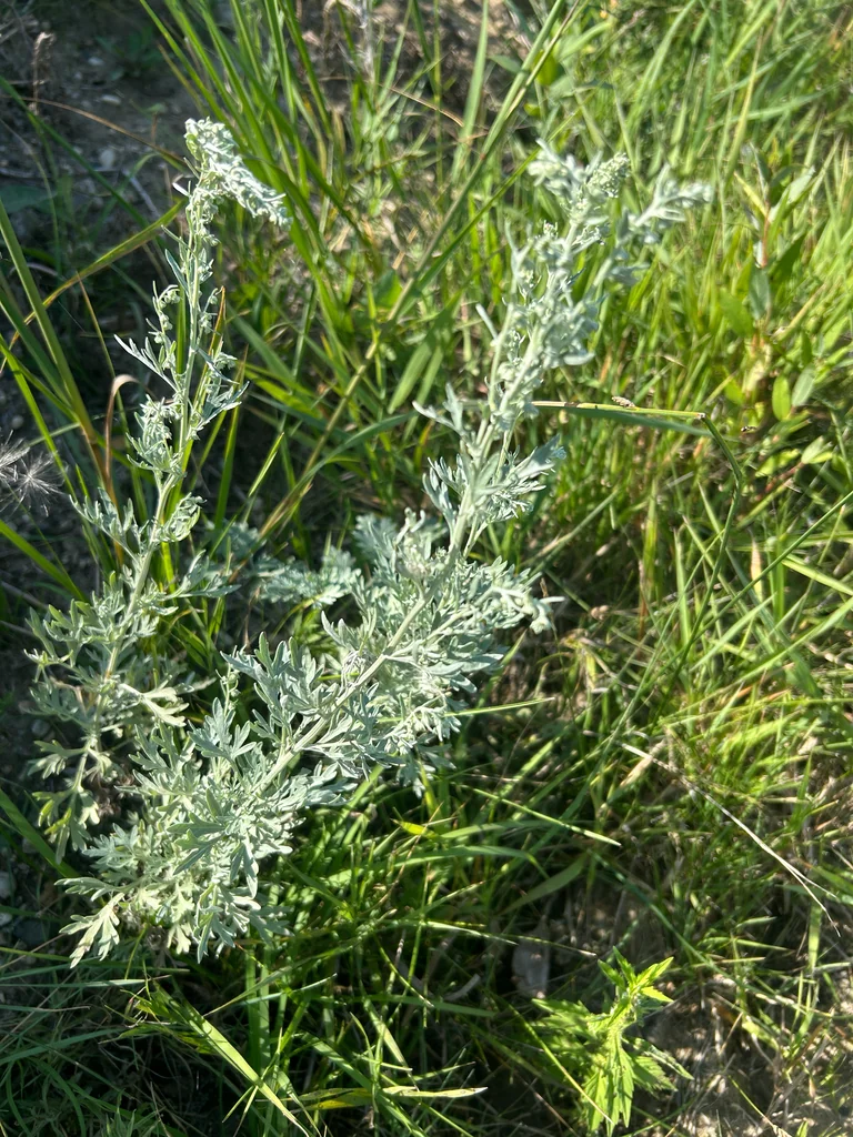 Artemisia Absinthium