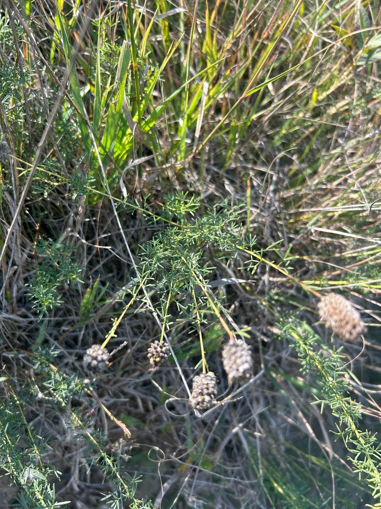 Dalea Purpurea
