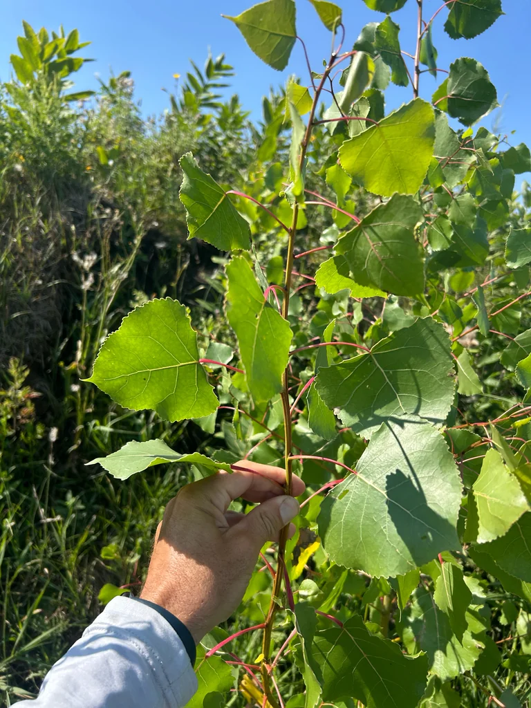 Populus Deltoides