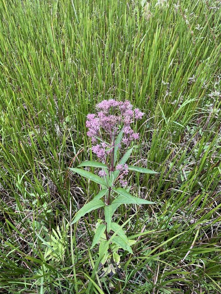 Eutrochium Maculatum