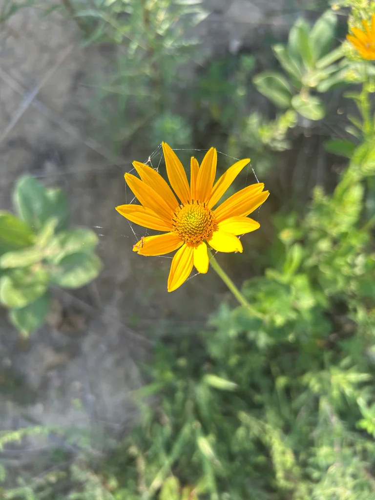 Heliopsis helianthoides